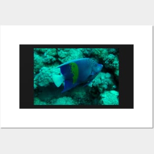 angel fish Posters and Art